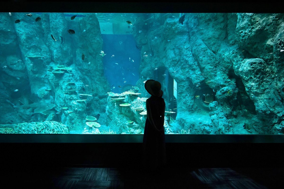 🐠 고치 현립 아시즈리 해양관 SATOUMI 이미지 1